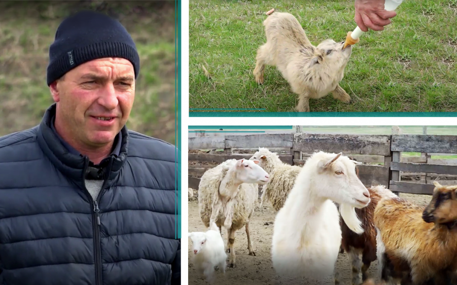 #Клиенты | Предприниматель Григоре Караман и успешный бизнес в сфере животноводства